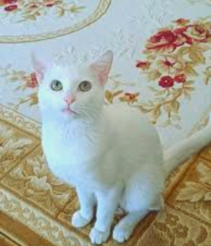 Evden atıldı,korumaya aldık fotoğraf