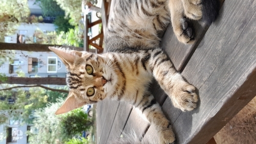 4,5 aylık Mira ailesini arıyor. fotoğraf