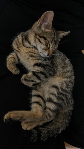 🐾 Bu tatlı kızın bir yuvaya ihtiyacı var! fotoğraf
