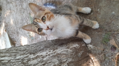 4aylık Lokum yuva arıyor. fotoğraf