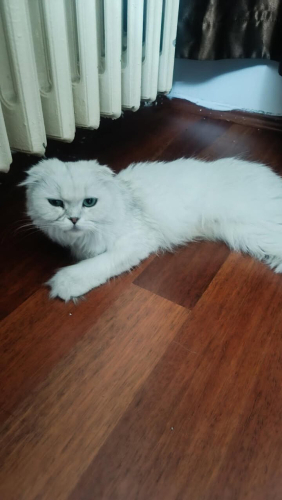ÖMÜRLÜK YUVA ARANIYOR fotoğraf