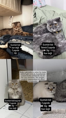 Kedilerime bazı özel sebeplerden dolayı **ömürlük ve güvenilir yuvalar arıyorum\ fotoğraf