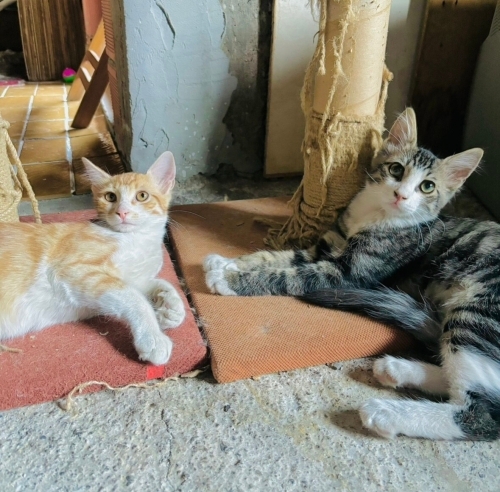 Binadakiler annelerini çatıdan attı. Anneleri melek oldu fotoğraf