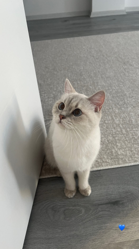 Beyaz kedi sahiplendirme fotoğraf