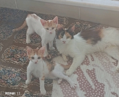 Acil yuva bekleyen bir aile fotoğraf