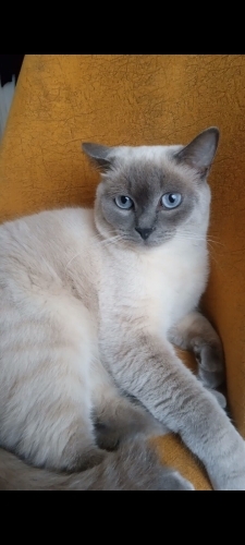 Sakin, uysal, cana yakın fotoğraf