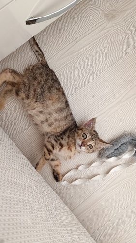 Tekir Tekin'e kalıcı yuva fotoğraf