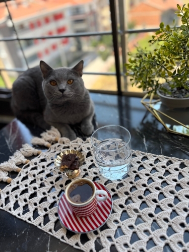 çok uysal sakin kedi fotoğraf