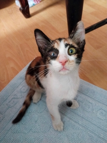 Bu kızı barınağa veriyorlardı son anda kurtardık fotoğraf