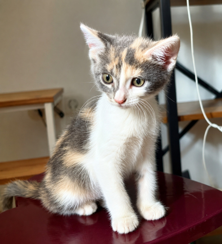ŞANS KEDİSİ BENEK ACİL YUVA ARIYOR! fotoğraf