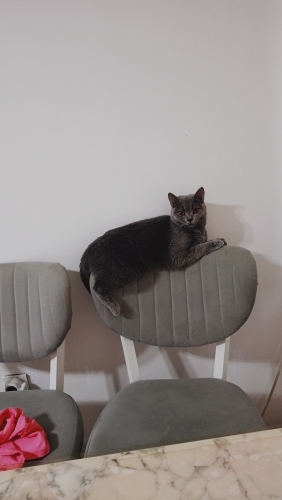 British 1.5 yaş dişi kısır kedi fotoğraf