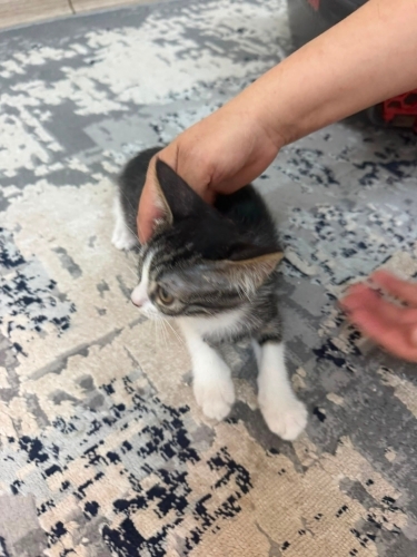 ÜÇ BUÇUK AYLIK, TEKİR fotoğraf