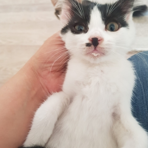 ÜÇ BUÇUK AYLIK, TEKİR, ERKEK fotoğraf
