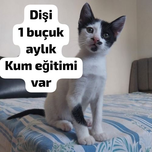 3 Bebiş Kardeş Seç Beğen Al fotoğraf