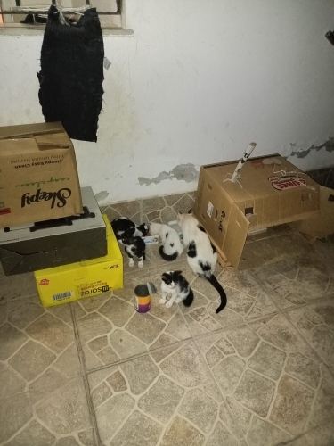 Sütten kesilmemiş 4 yavru kardeş kedicik fotoğraf