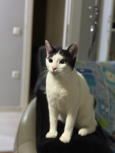 Oyuncu Lily evinizin neşesi olmak istiyor 🤍 fotoğraf