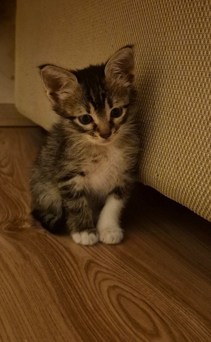 Miniş için sevgi dolu bir yuva olun fotoğraf