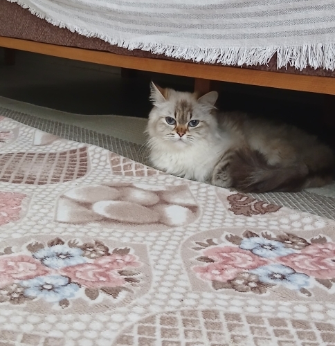 Lunaya yuva arıyorum fotoğraf