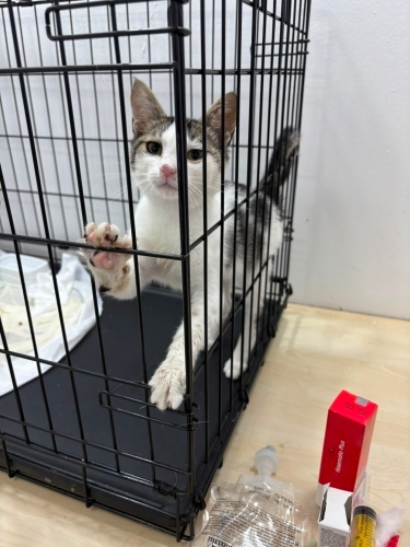 Çok sevecen minik kedi fotoğraf