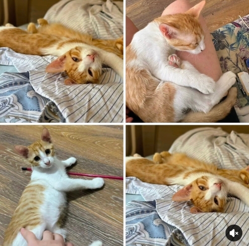 Güneş yuva arıyor fotoğraf