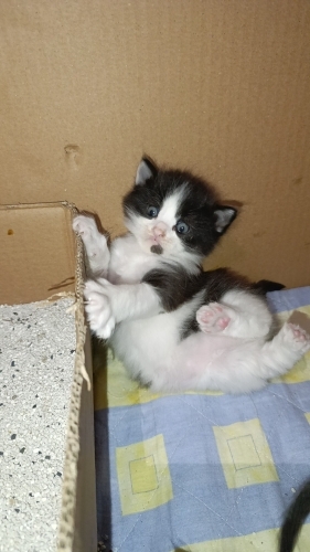 Minik Tüy Topağı Smokin fotoğraf