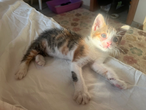 Yavru ve tatlı bir kedi güvenli bir evi olursa seviniriz fotoğraf