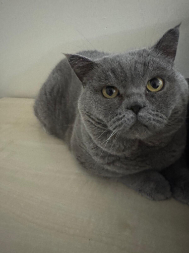 Tontiş Kısır British Shorthair Ücretsiz fotoğraf