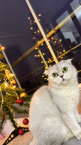 Scottish fold sahiplendirme fotoğraf