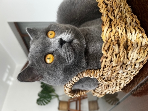 British shorthair waffle fotoğraf