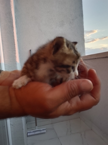 Sokaktan kurtardigimiz yavru tekirler fotoğraf