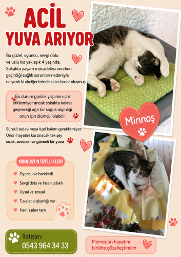 Sıcak Bir Yuva Hayat Kurtaracak fotoğraf