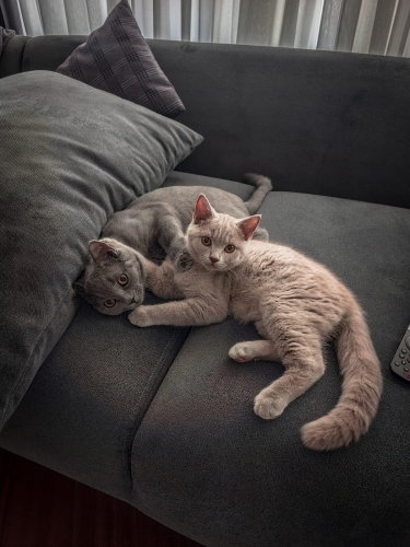 2 BRITISH SHORTHAIR ÜCRETSİZ SAHİPLENDİRME fotoğraf