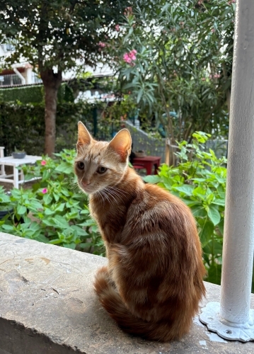 Çok sevecen 6 aylık sarman erkek yuva arıyor 🧡 fotoğraf