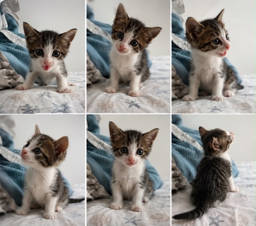 Minik kalpler ömürlük yuvasını arıyor iç dış parazitleri yapıldı fotoğraf