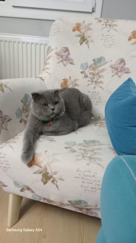 ÜCRETSİZ SCOTTİSH FOLD KEDİ İLANI fotoğraf