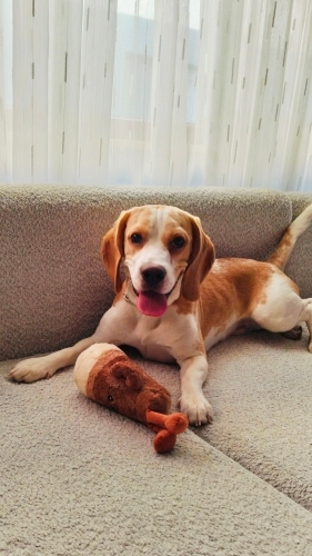 Safkan Beagle Shorty 10 Aylık, Bahçeli Evi Olan Aile Arıyoruz fotoğraf