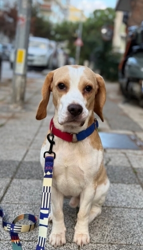 Beagle Shorty 1 Yaşında, Bahçeli Evi Olan Aile Arıyoruz fotoğraf