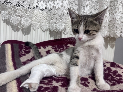 Sevimli yavruya acil yuva fotoğraf