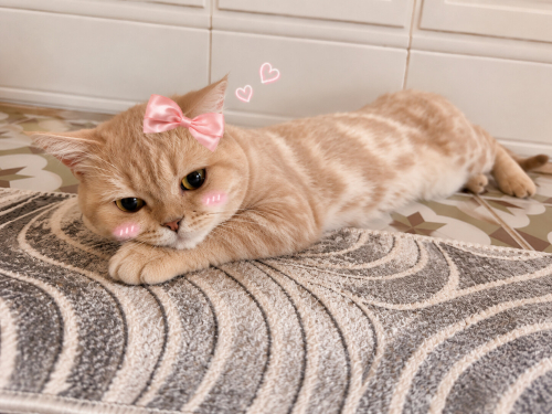 Ücretsiz sahiplenme British kedi fotoğraf