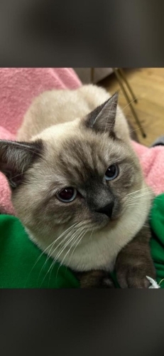 Ücretsiz sahiplenme British kedi fotoğraf