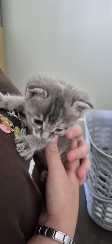 YAVRU KEDİ ERYAMAN fotoğraf