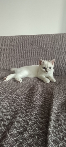 İlgi seven ve veren bi kedidir fotoğraf