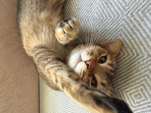 Sevecen uysal oyuncu kedi fotoğraf