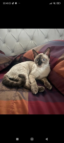 Acil evini ariyor fotoğraf