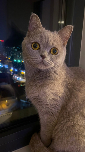 ACİL YUVA ARIYORUZ fotoğraf