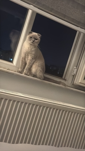 Ciddi sahiplenecekler mesaj atsın fotoğraf