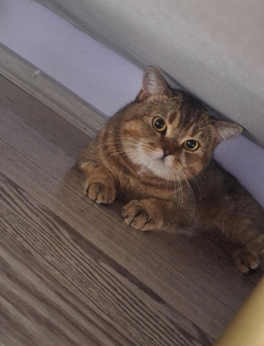 Biritis kedi ücretsiz sahiplendirme fotoğraf