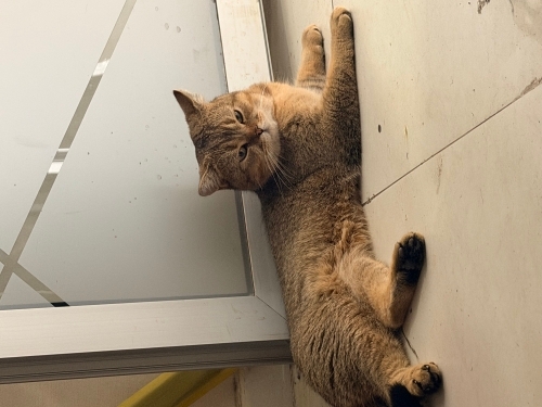 Biritis cins kedi ücretsiz sahiplendirme fotoğraf