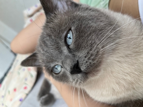 bulut yeni yuvasını arıyor fotoğraf