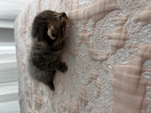 Kedi sahiplendirme fotoğraf
